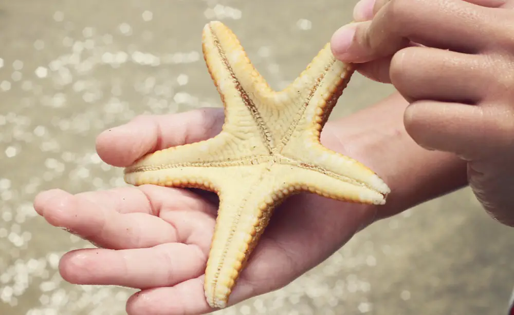 Foto de uma Estrela do Mar nas Mãos de um Homem 
