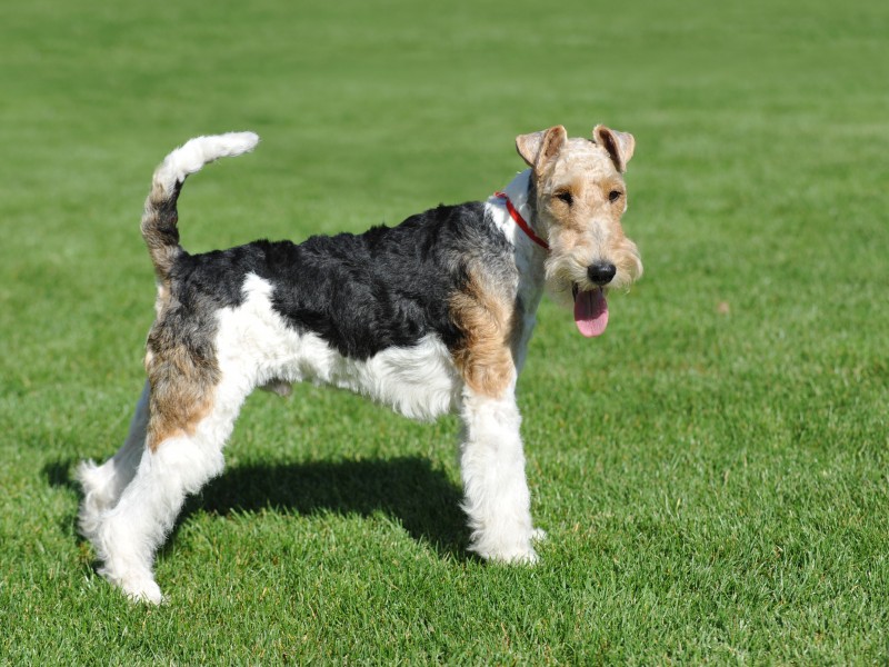 Fox Terrier