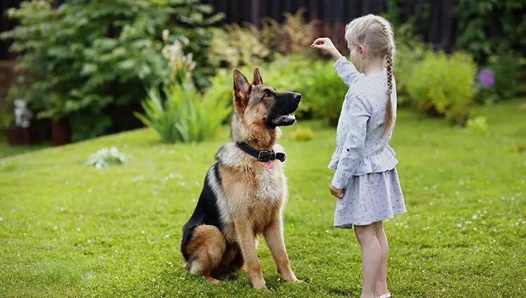 Garotinha Adestrando seu Cachorro 