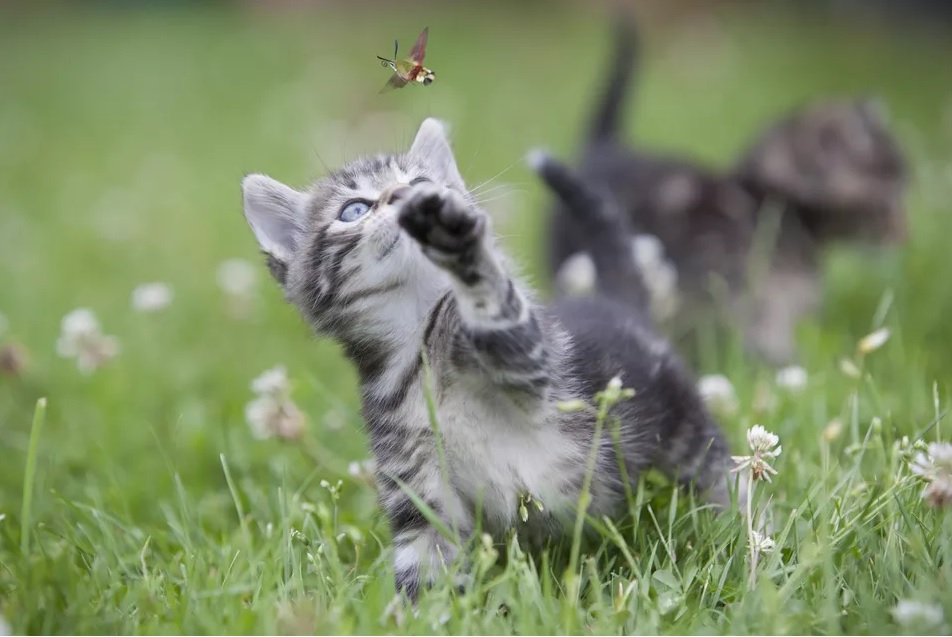 Gato Caçando uma Mariposa 