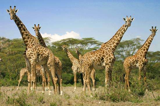 Girafas 