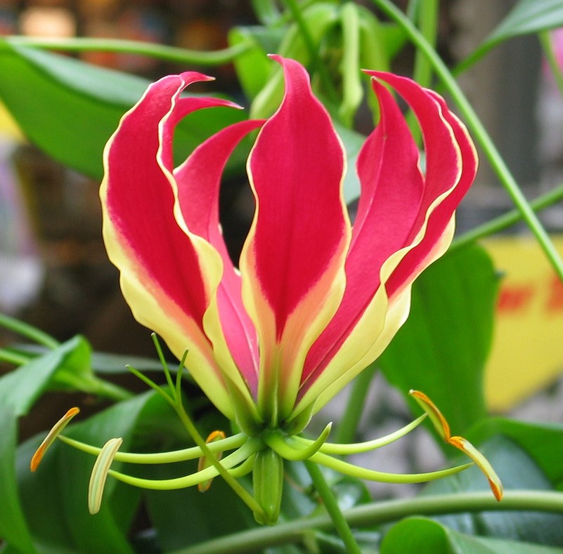 Gloriosa Superba