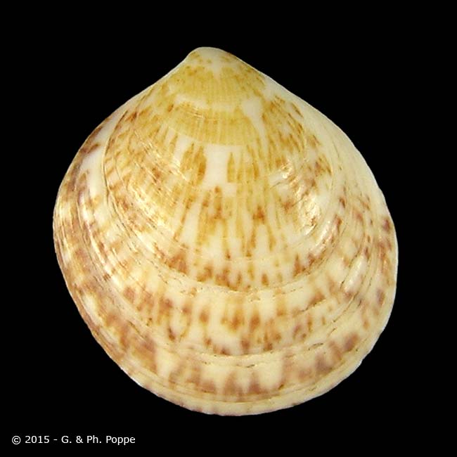 Glycymeris Longior