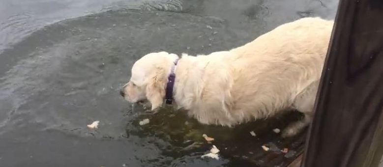 Golden Retriever Pescando 