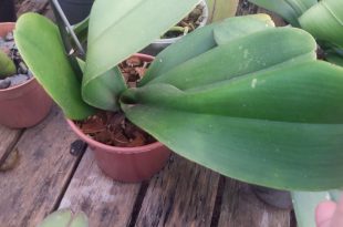 Haste de Phalaenopsis
