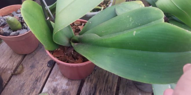 Como Podar A Haste De Phalaenopsis Mundo Ecologia