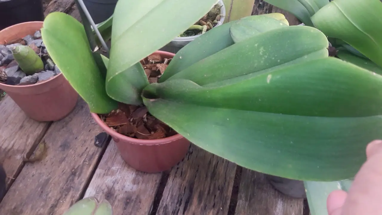Haste de Phalaenopsis 