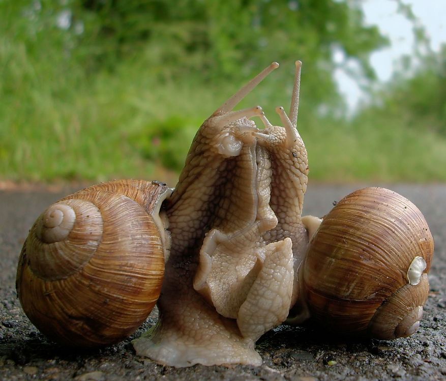 Helix Pomatia