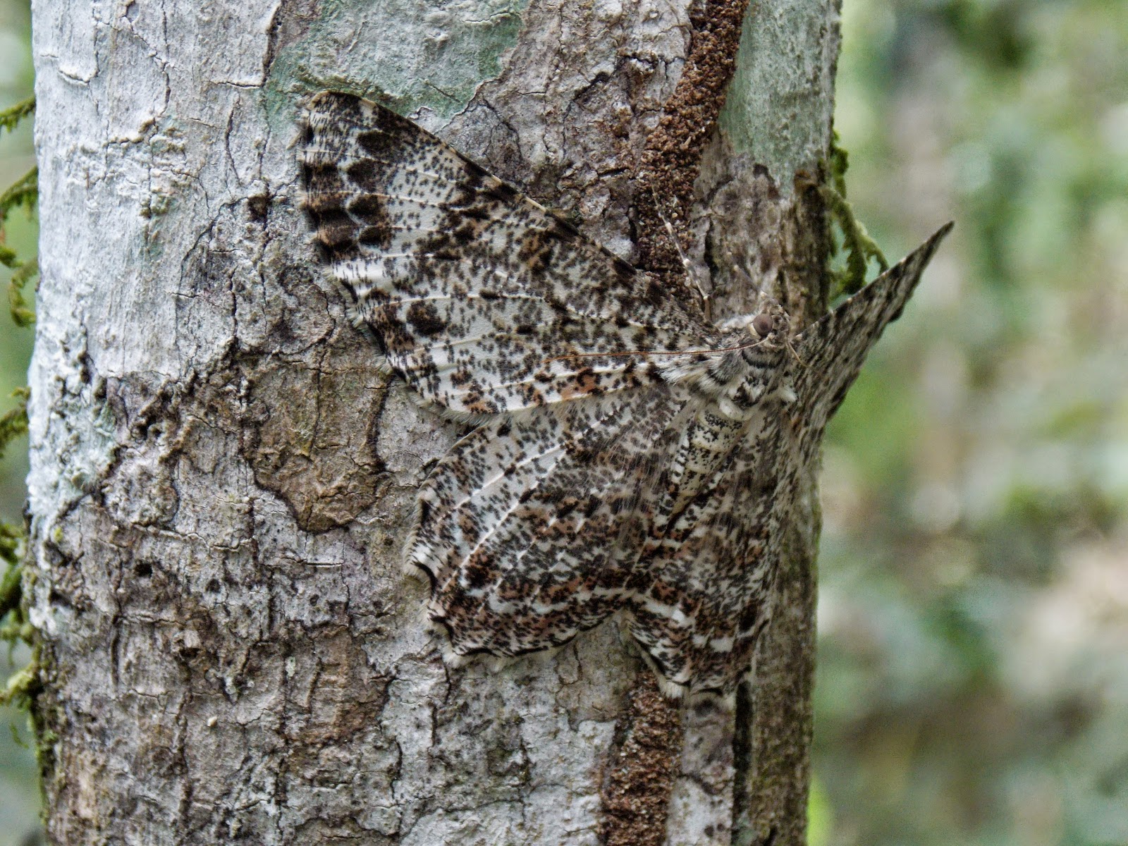 Homocromia de uma Mariposa 