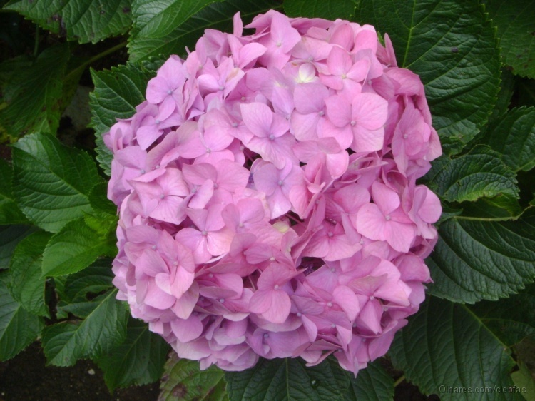 Hortência Rosa