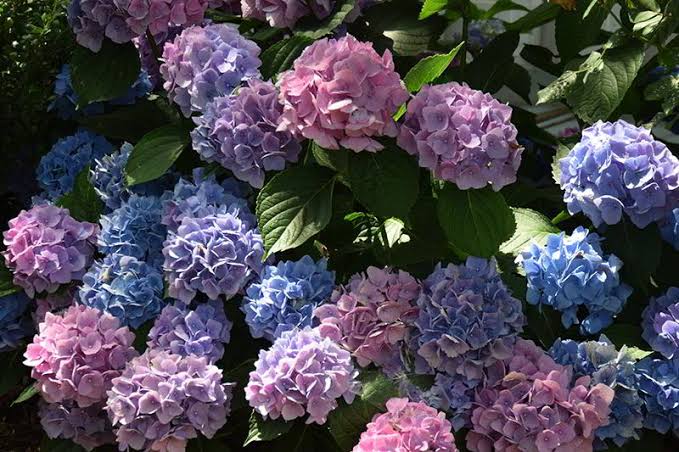 Hortênsias De Madeira Nova