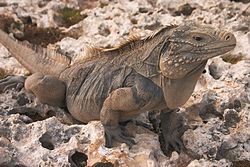 Iguana-Cubana: Características, Nome Cientifico, Habitat e Fotos