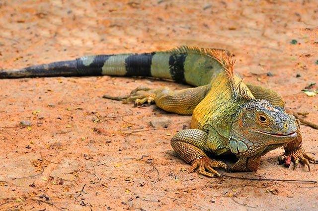 Iguana Fotografada em Movimento 