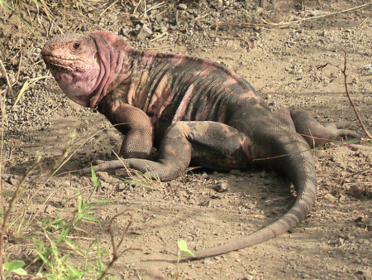 Iguana-Rosada Olhando Para Tras 