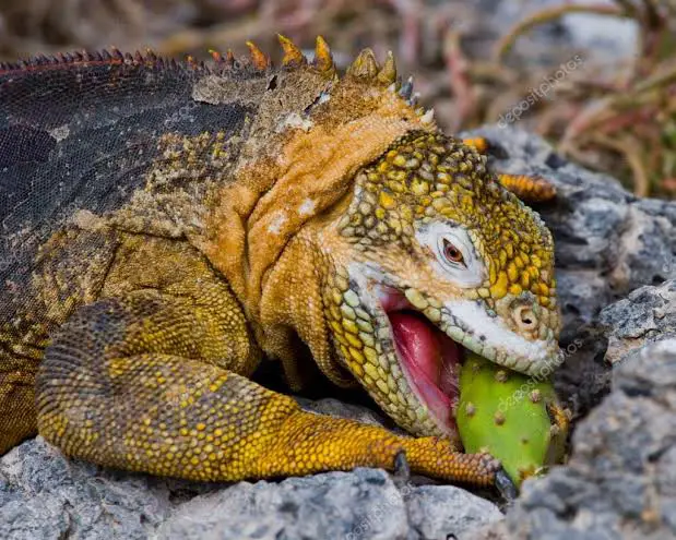 Iguana-Terrestre-das-Galápagos se Alimentando 