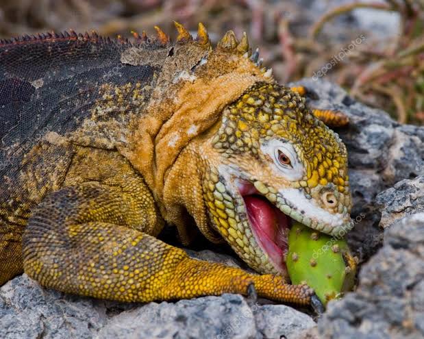 Iguana-Terrestre-das-Galápagos se Alimentando