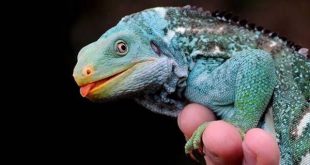 Iguana-de-Crista-de-Fiji