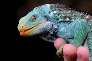 Iguana-de-Crista-de-Fiji