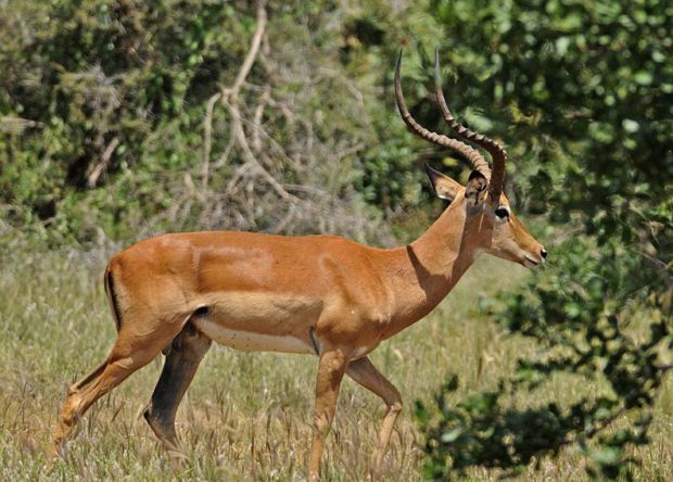 Impala