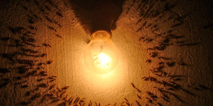 Insetos e Luz Amarela