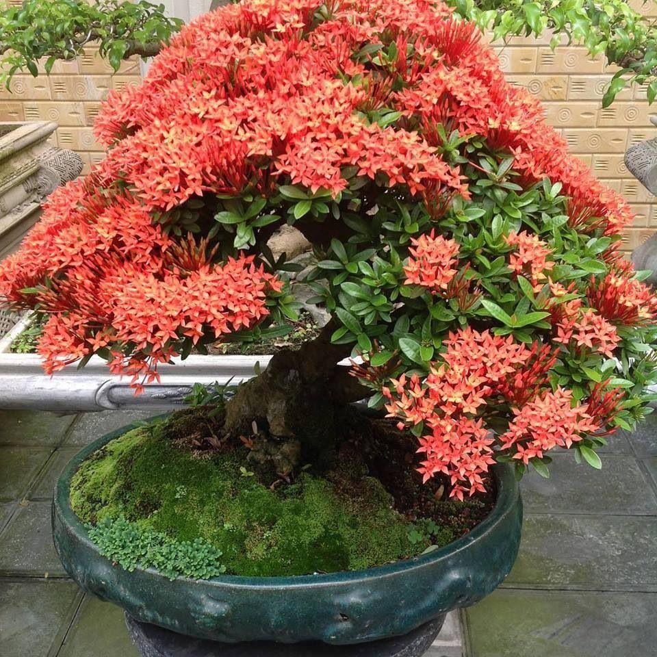 Ixora Anã