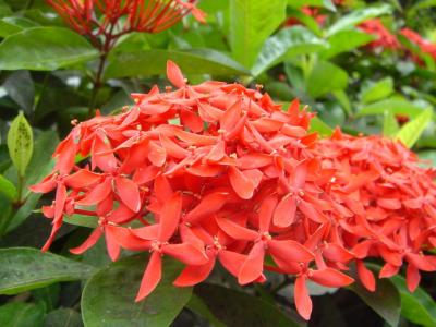 Ixora Chinesa 