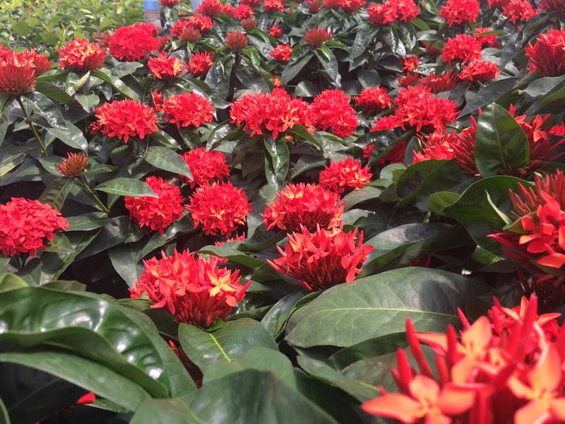 História da Flor Ixora: Significado, Origem da Planta e Fotos | Mundo  Ecologia