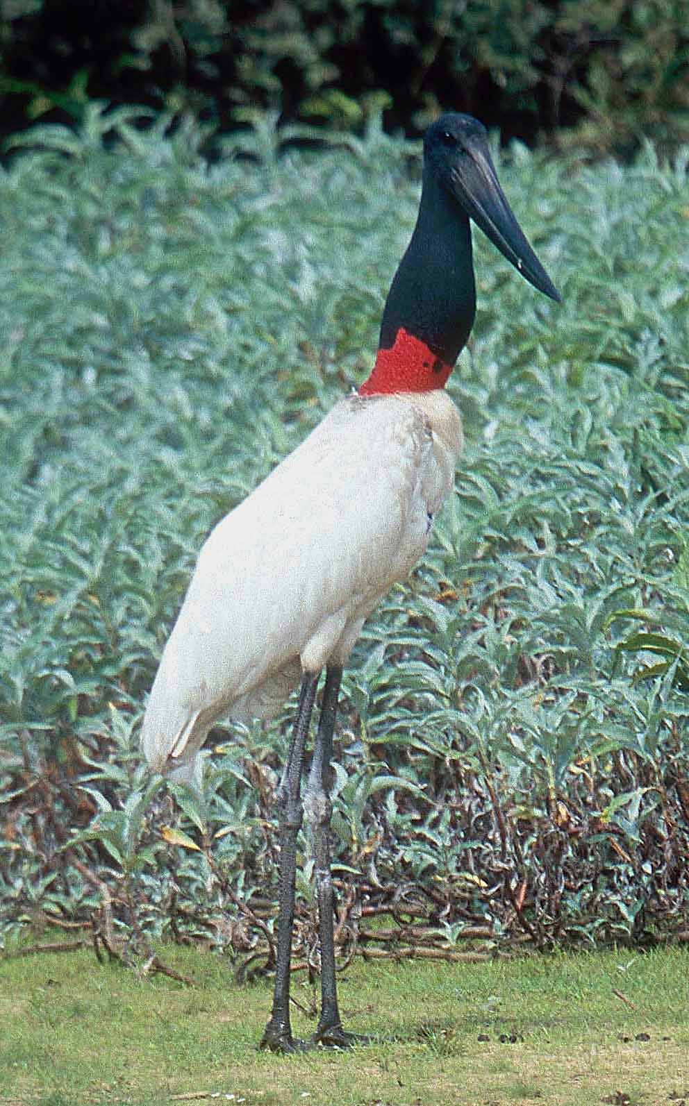 Jabiru Mycteria