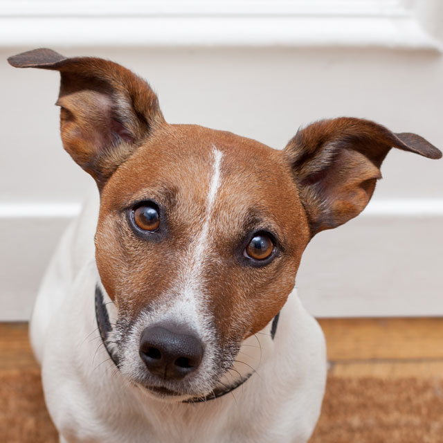 Jack Russell Terrier