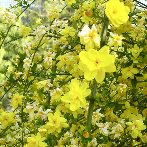 Jasmim-Amarelo: Características, Como Cultivar e Fotos | Mundo Ecologia