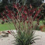 Kangaroo Paw