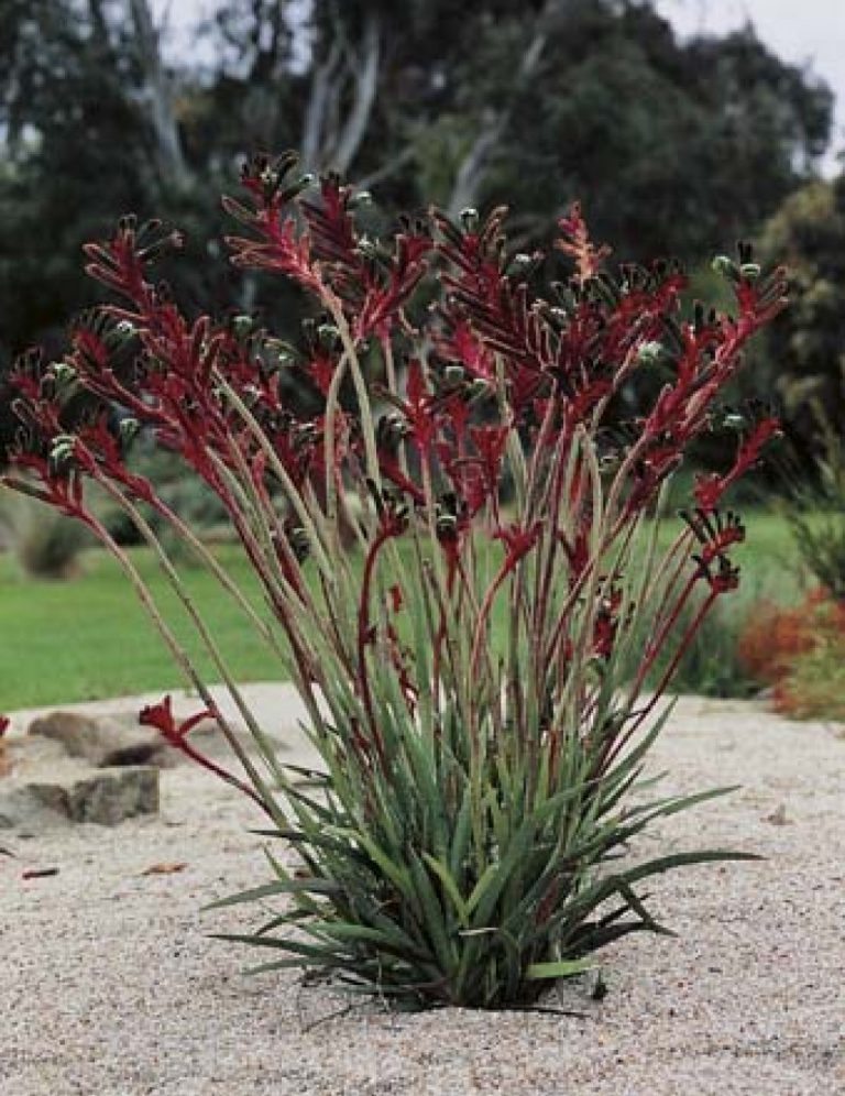 Kangaroo Paw