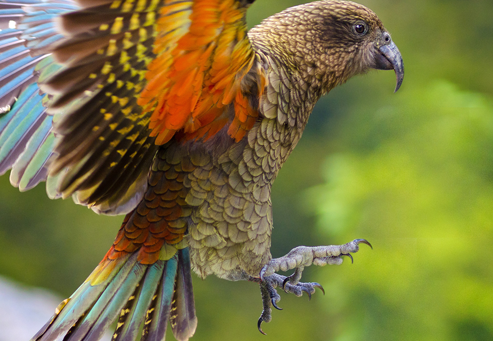 Kea