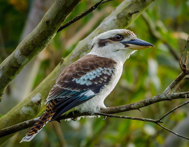 Kookaburra