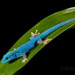 Lagartixa Azul Elétrica na Folha
