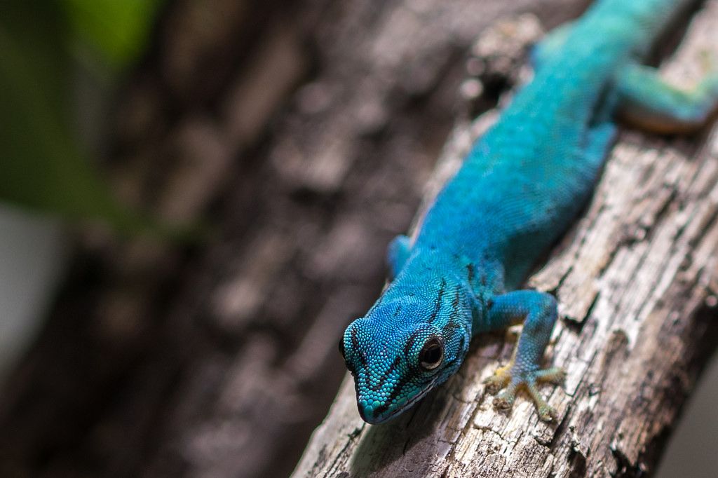 Lagartixa Azul Elétrica na Árvore 