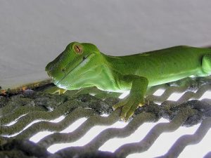 Lagartixa Verde: Características, Nome Científico, Habitat e Fotos ...