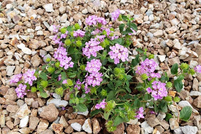 Lantana Chorão Características