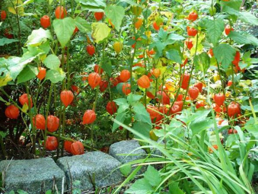 Lanterna Chinesa no Jardim 