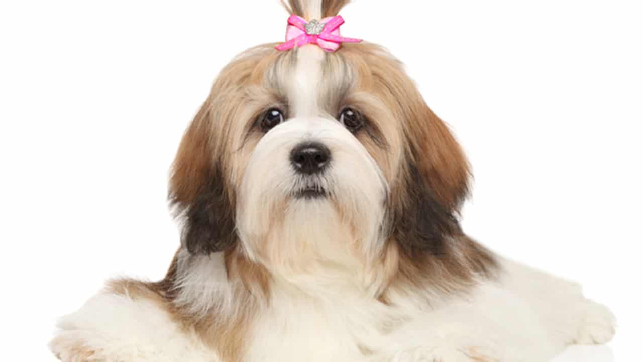 Lhasa Apso