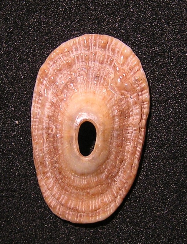 Lucapinella Henseli