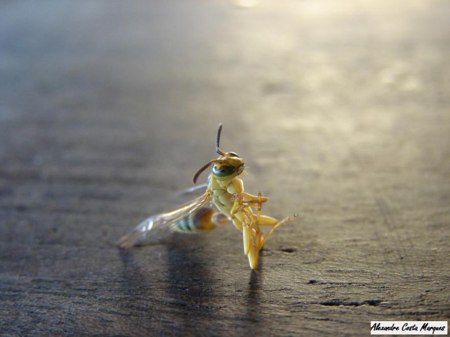 Marimbondo Carniceiro Fotografado de Perto 