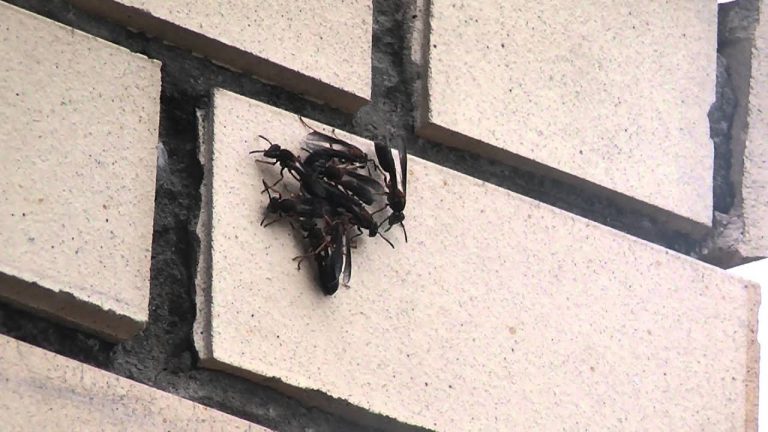 O Que Significa Marimbondo Dentro do Quarto? | Mundo Ecologia