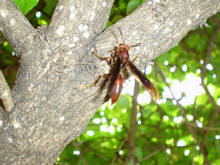 Habitat do Marimbondo Onde Eles Vivem? Mundo Ecologia Habitat do Marimbondo Onde Eles Vivem? Mundo Ecologia