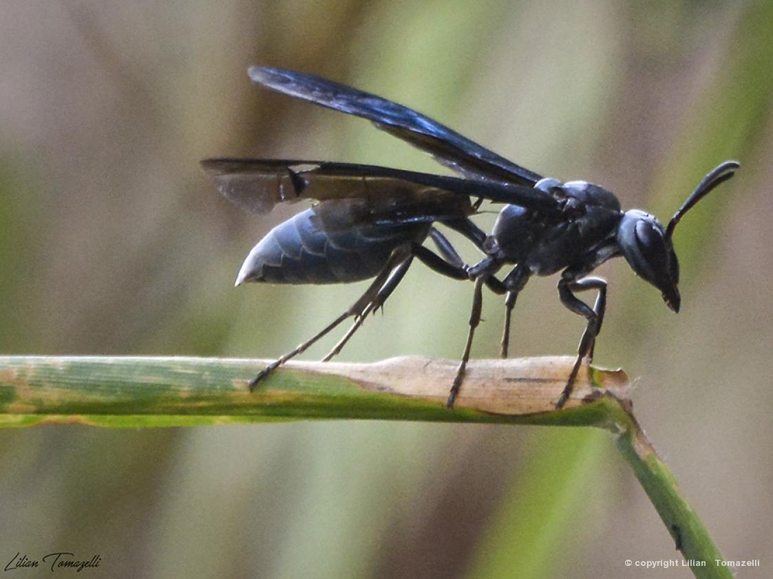 Marimbondo mata cavalo, Marimbondo tatu (Synoeca cyanea) 