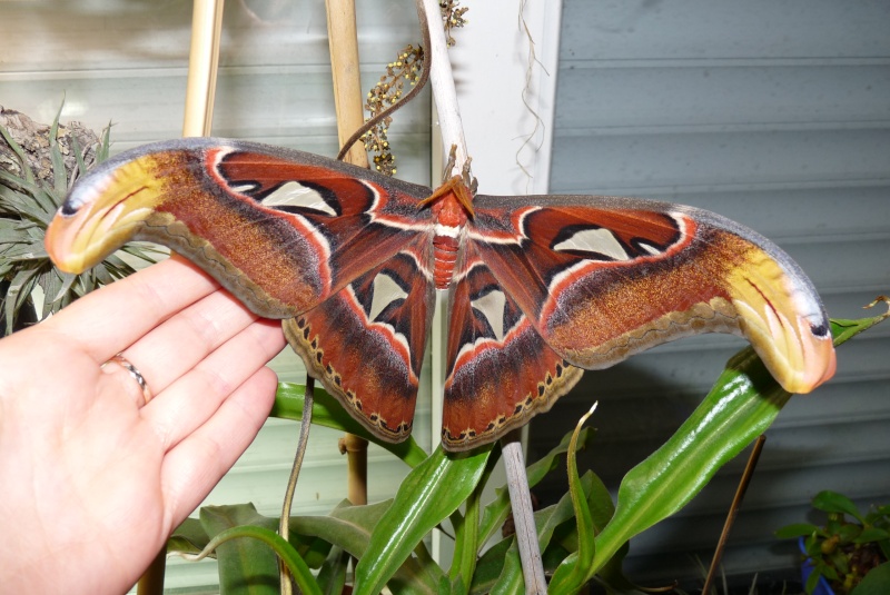 Mariposa Atlas