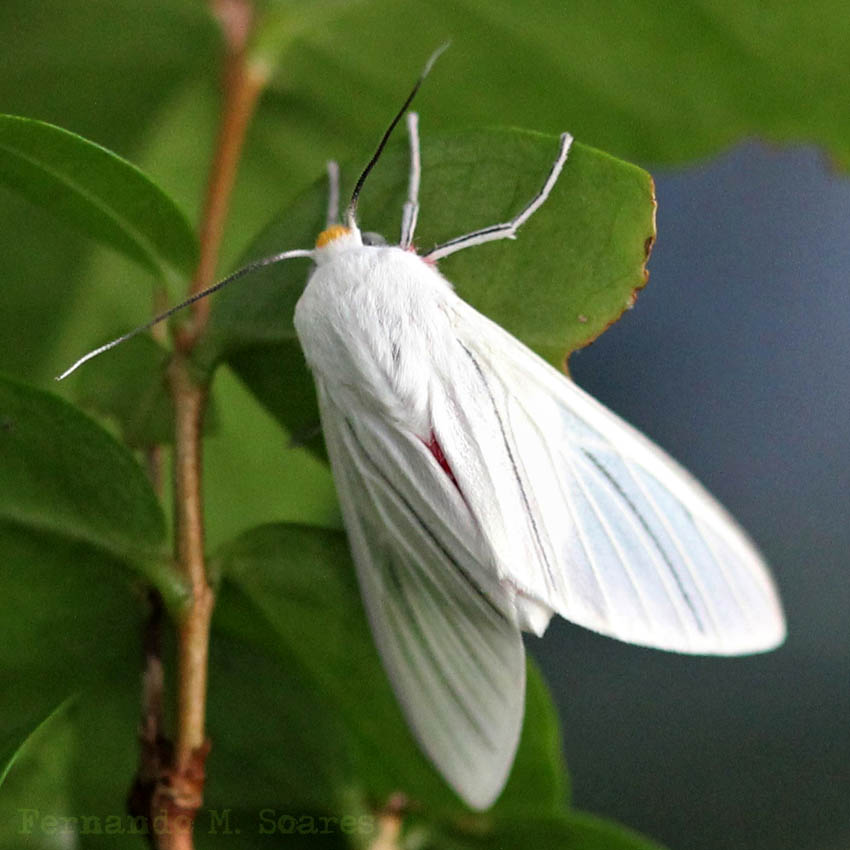 Mariposa Branca na Folha 