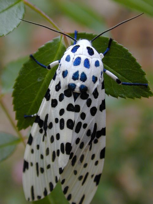 Mariposa Leopardo na Folha 