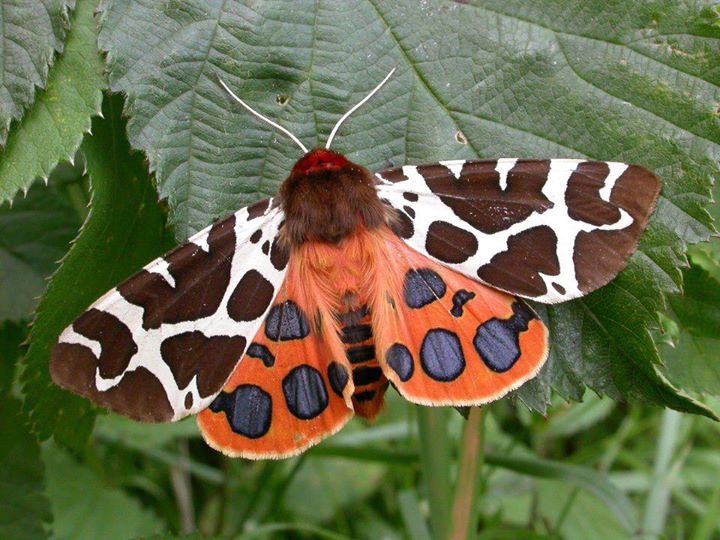 Mariposa Tigre