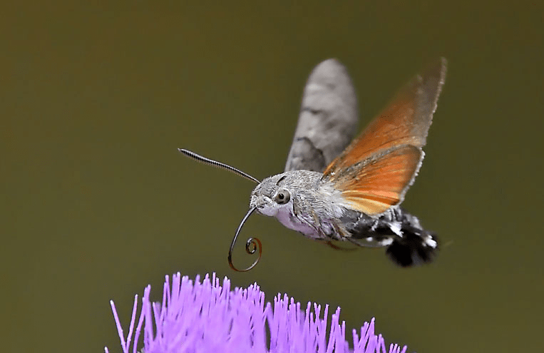 Mariposa Voando 